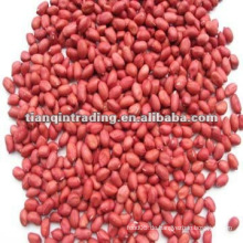 Chinesische rote Haut Erdnuss
